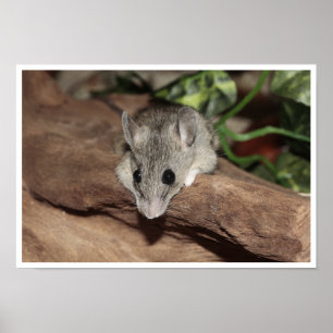 Niedlich, graue Maus Poster