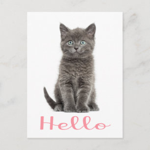 Niedlich Gray Kitten Freundschaft Hallo Cat Postca Postkarte