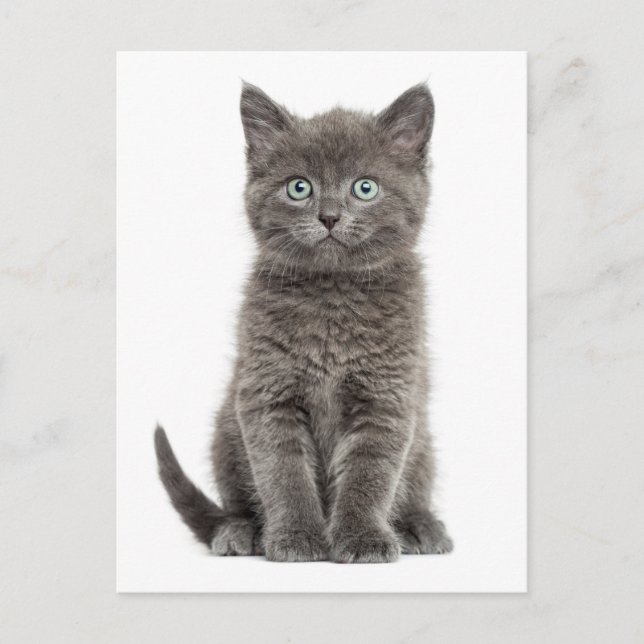 Niedlich Gray Kitten Hallo Liebe Kitty Cat Postkarte (Vorderseite)