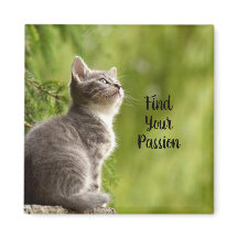 Niedlich Gray Kitten