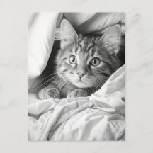 Niedlich Gray Tabby Cat