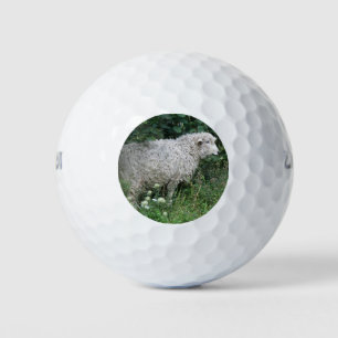 Niedlich Greedy Sheep Eating Golf Ball