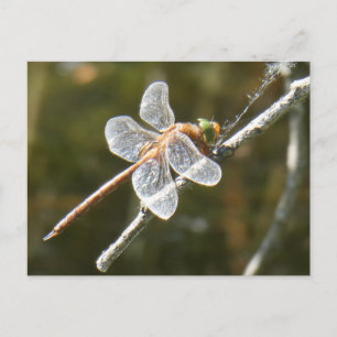 Niedlich Green Mit Augen Hawker Dragonfly DIY Post Postkarte