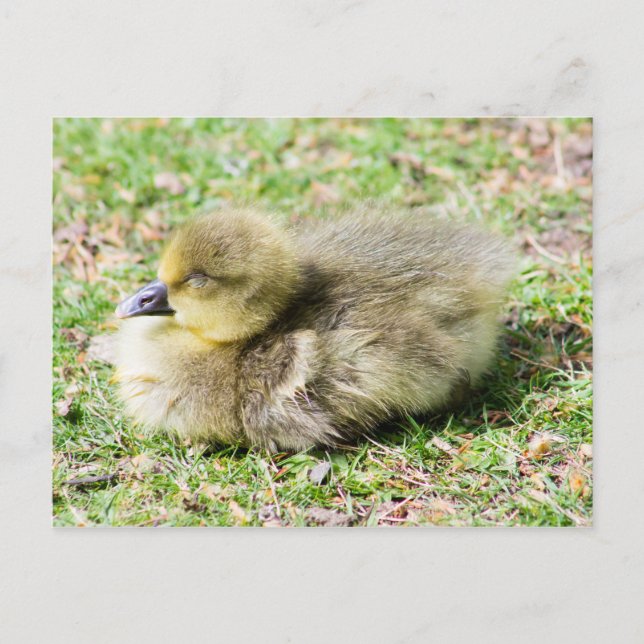 Niedlich Greylag Gosling Postkarte (Vorderseite)