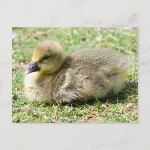 Niedlich Greylag Gosling Postkarte