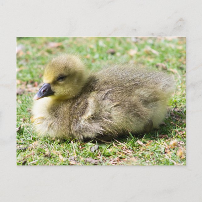 Niedlich Greylag Gosling Postkarte (Vorderseite)