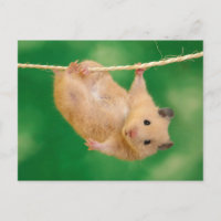 Niedlich Hamster