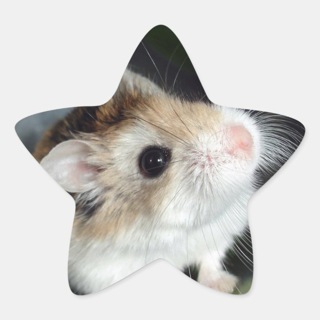 Niedlich Hamster Star Stickers (Vorderseite)