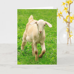 Niedlich Happy Little Goat Geburtstag Karte