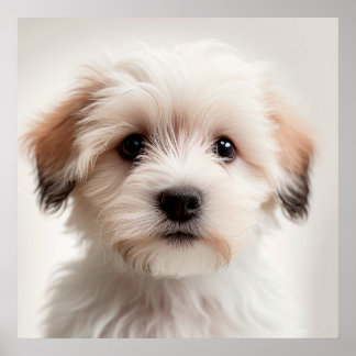 Niedlich Havanese Puppy Dog Portrait Poster (1)