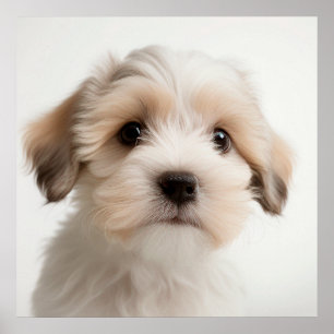 Niedlich Havanese Puppy Dog Portrait Poster (2)