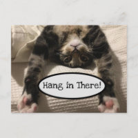 Niedlich Henry Cat Hang in There Foto
