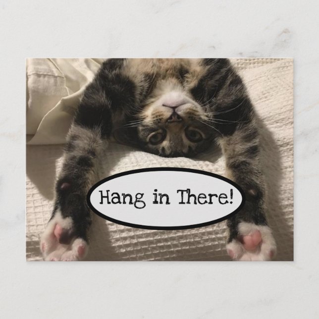 Niedlich Henry Cat Hang in There Foto Postkarte (Vorderseite)