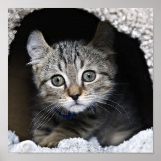 Niedlich Highland Lynx Kitten Poster