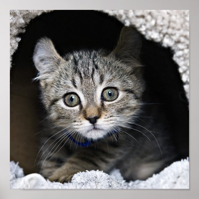 Niedlich Highland Lynx Kitten Poster (Vorne)