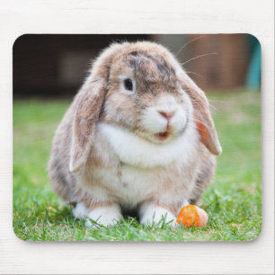 Niedlich Holland Mini Lop Bunny Rabbit Mousepad