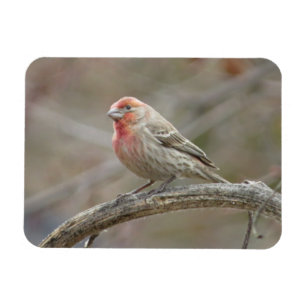 Niedlich House Finch Magnet