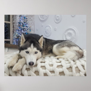 Niedlich Husky Dog Schönes Portrait Poster
