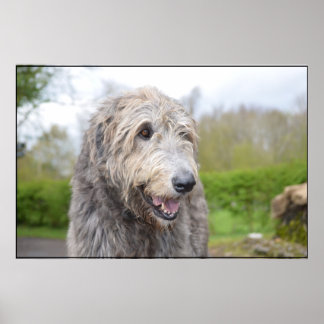 Niedlich Irish Wolfhound Poster