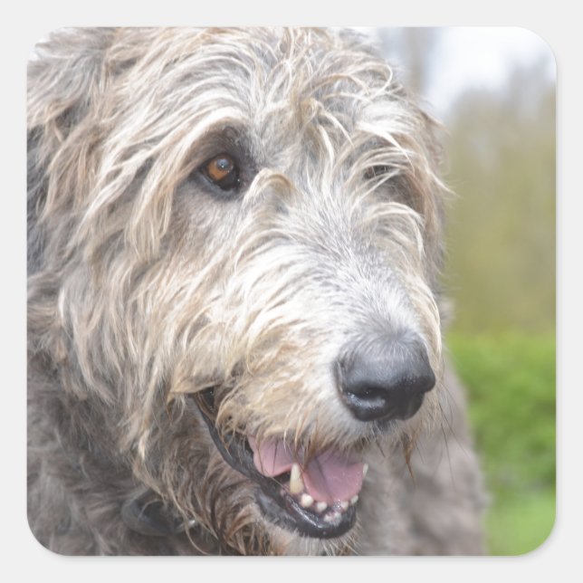 Niedlich Irish Wolfhound Quadratischer Aufkleber (Vorderseite)