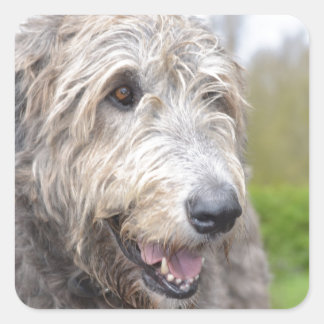 Niedlich Irish Wolfhound Quadratischer Aufkleber