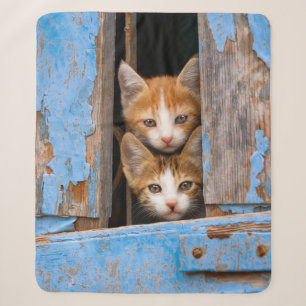 Niedlich Katzenkätzchen in einem Blue Vintag Windo Sherpadecke