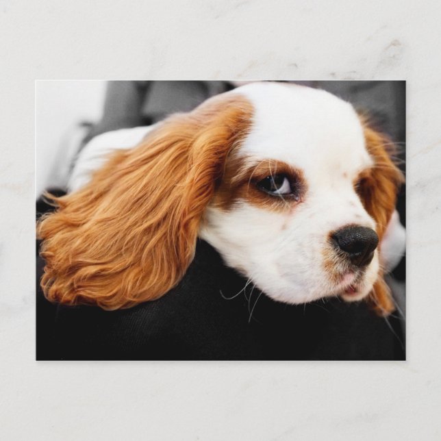 Niedlich King Charles Spaniel Postkarte (Vorderseite)