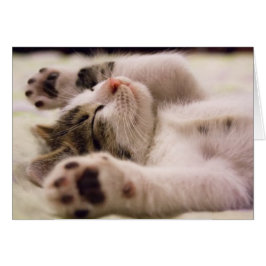 Niedlich Kitten