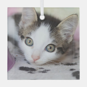 Niedlich Kitten 1 Foto Square Ornament Aus Glas