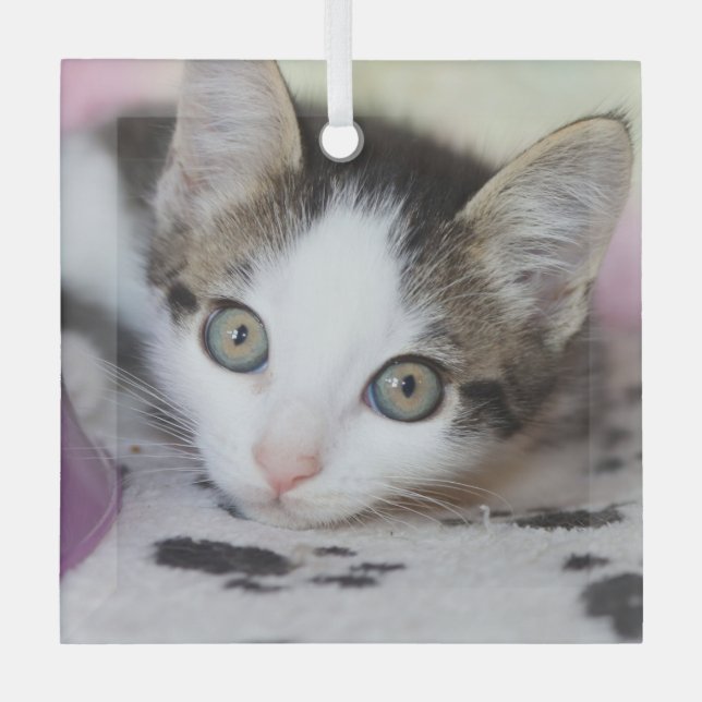 Niedlich Kitten 1 Foto Square Ornament Aus Glas (Vorderseite)