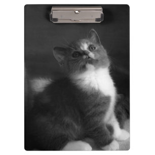 Niedlich Kitten Black and White Portrait Foto Klemmbrett