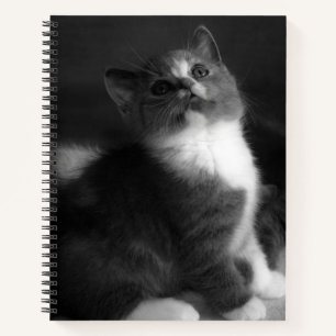 Niedlich Kitten Black and White Portrait Foto Notizbuch