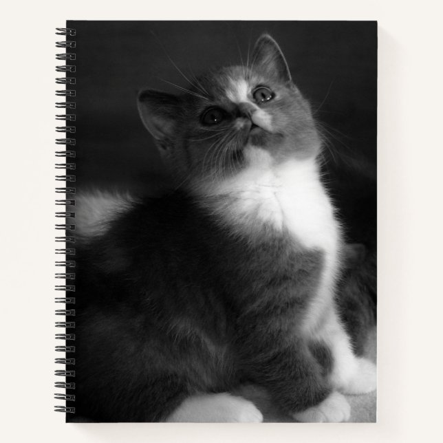 Niedlich Kitten Black and White Portrait Foto Notizbuch (Vorderseite)