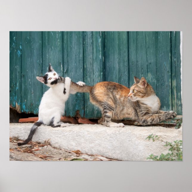 Niedlich Kitten Chasing Mama Schwanz Funny Cat Fot Poster (Vorne)