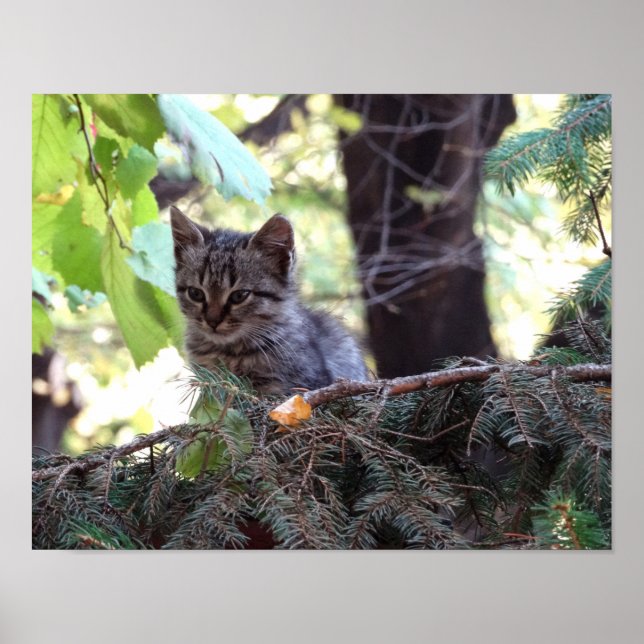 Niedlich Kitten Foto Value Poster Paper (Matte) (Vorne)