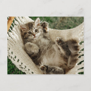 Niedlich Kitten in Hammock Postkarte