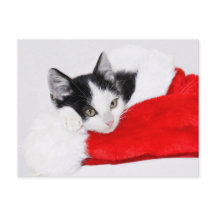 Niedlich Kitten in Weihnachtsmannmütze