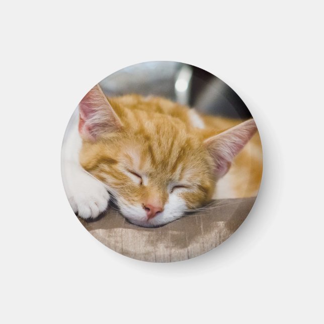 Niedlich Kitten Magnet (Vorne)