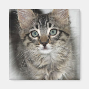 Niedlich Kitten Magnet