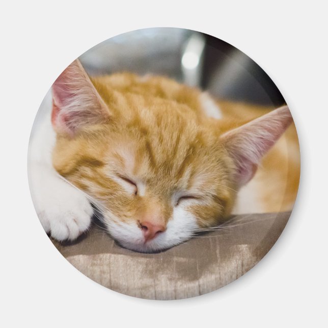 Niedlich Kitten Magnet (Vorne)