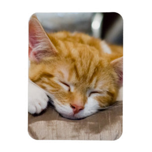 Niedlich Kitten Magnet