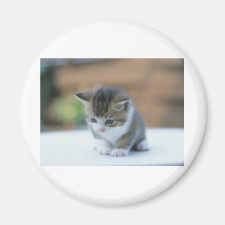 Niedlich Kitten Magnet