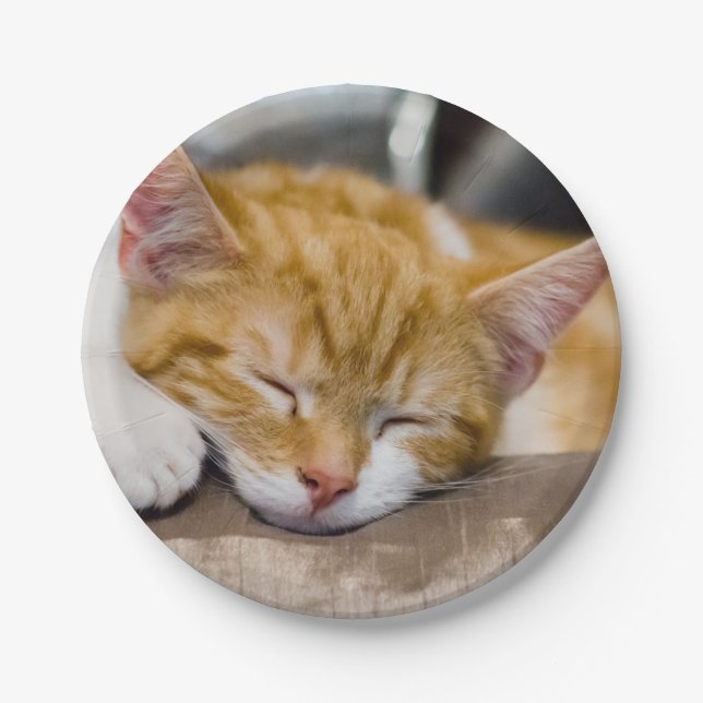 Niedlich Kitten Pappteller (Vorderseite)