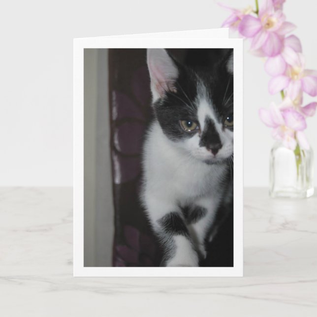 Niedlich Kitten Portrait Karte (Orchidee)