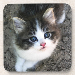 NIEDLICH Kitten Portrait Untersetzer