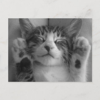 Niedlich Kitten Postkarte