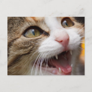 Niedlich Kitten Postkarte