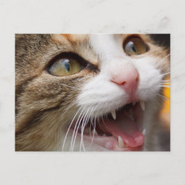Niedlich Kitten Postkarte