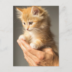 Niedlich Kitten Postkarte