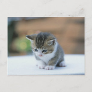 Niedlich Kitten Postkarte